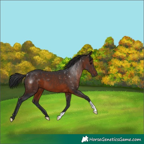 Horse Color:Brown 