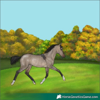 Horse Color:Brown Dun Rabicano 