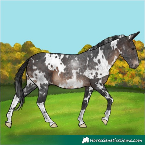 Horse Color:White Spotted Brown 