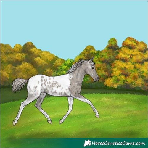 Horse Color:Gray Silver Grullo Ice Tobiano Appaloosa Rabicano 