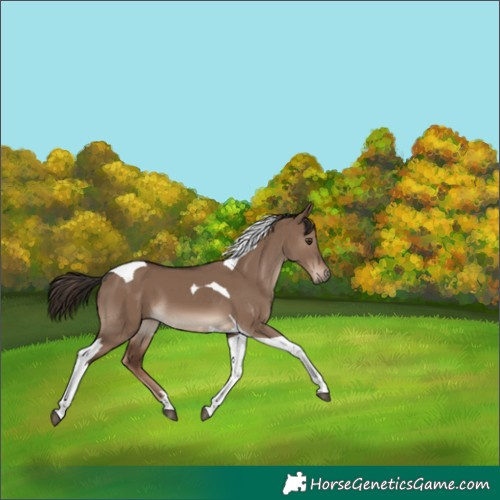 Horse Color:Liver Red Dun Tobiano 