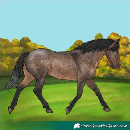 Horse Color:Brown Dun 