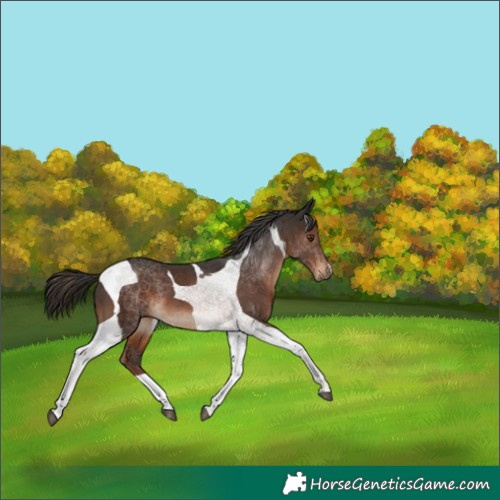 Horse Color:Liver Chestnut Tobiano 