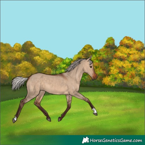Horse Color:Silver Brown Dun 