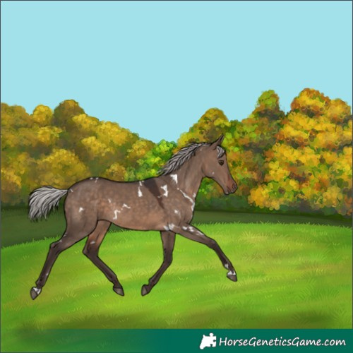 Horse Color:White Spotted Silver Brown Dun Rabicano 