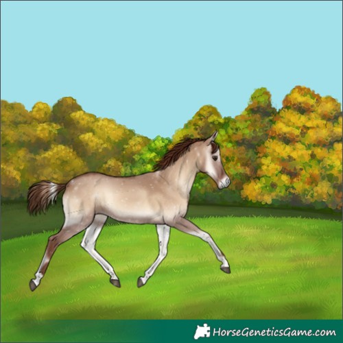 Horse Color:Red Dun Onyx 