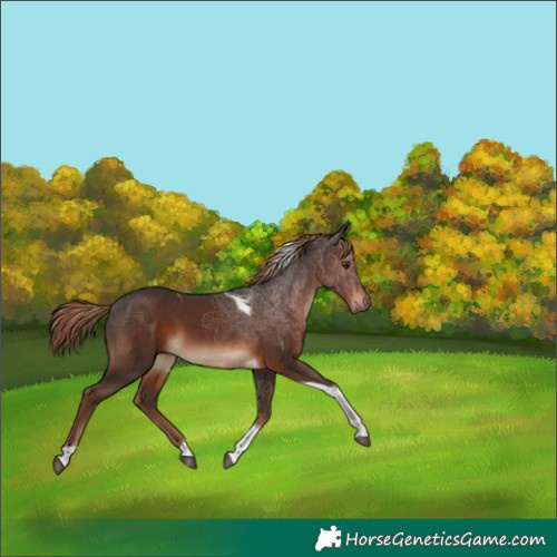 Horse Color:Liver Chestnut Tobiano 
