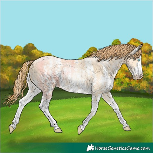 Horse Color:Buckskin Pearl Sabino