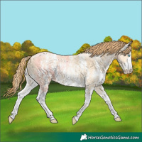 Horse Color:Buckskin Pearl Sabino 