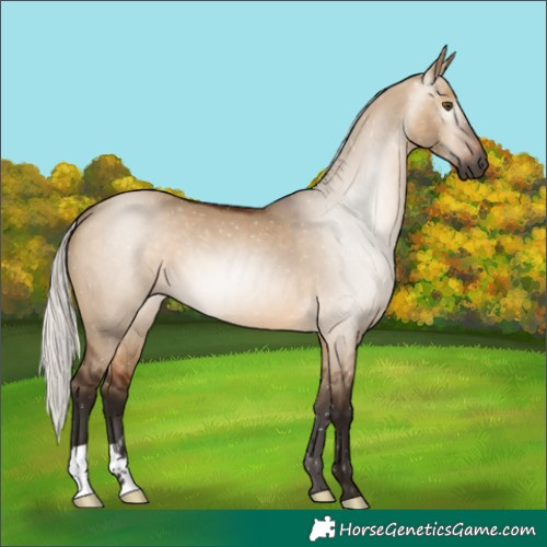 Horse Color:Gray Silver Bay Dun