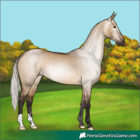 Horse Color:Gray Silver Bay Dun 