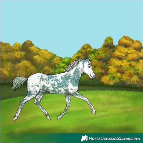 Horse Color:Gray Watercolor Chestnut Ice Splash Tobiano Appaloosa 