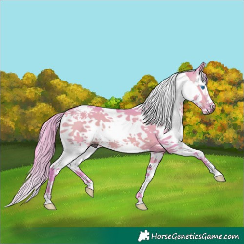 Horse Color:Gray Watercolor Bay Dun Splash Tobiano 