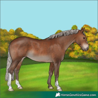 Horse Color:Silver Brown 