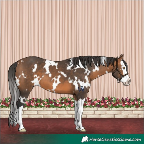 Horse Color:White Spotted Bay Splash