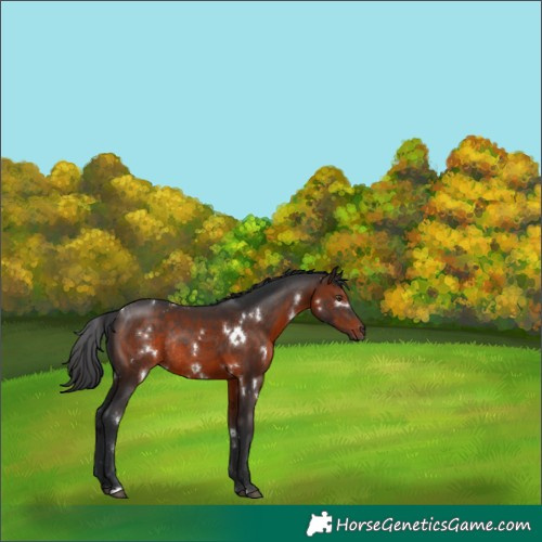 Horse Color:White Spotted Brown Rabicano 