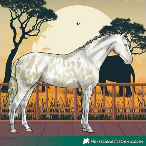 Horse Color:Watercolor Buckskin Pearl Sabino Appaloosa 