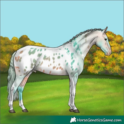 Horse Color:Watercolor Buckskin Tobiano Blanket 