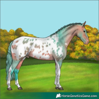 Horse Color:Watercolor Buckskin Tobiano Appaloosa 