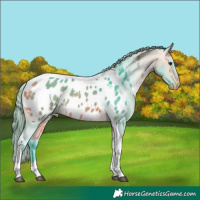 Horse Color:Watercolor Buckskin Tobiano Appaloosa 