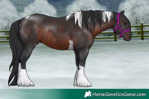Horse Color:Brown Tobiano Rabicano 