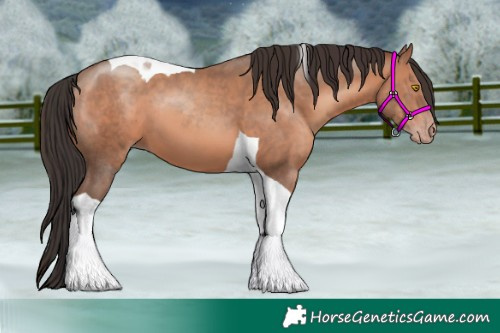 Horse Color:Sable Champagne Tobiano 