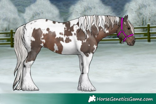 Horse Color:White Spotted Silver Black Tobiano 
