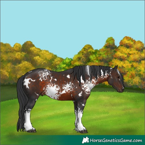 Horse Color:White Spotted Brown Rabicano 