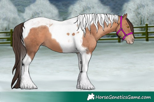 Horse Color:Amber Champagne Tobiano 