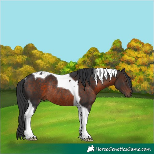 Horse Color:Brown Tobiano Rabicano