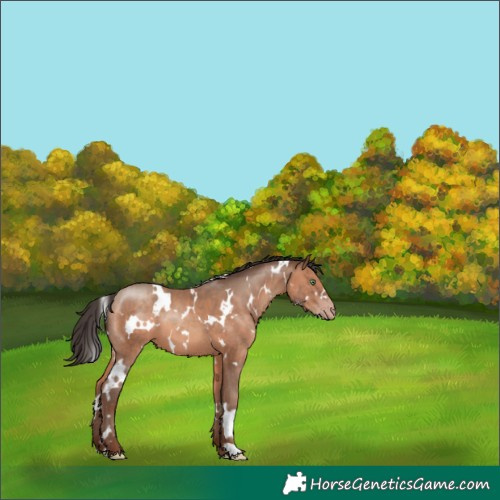 Horse Color:White Spotted Sable Champagne