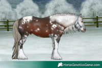 Horse Color:White Spotted Liver Chestnut Tobiano 