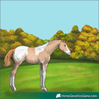Horse Color:Gold Champagne Sabino Tobiano Snowcap 