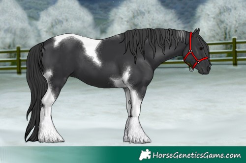 Horse Color:Black Tobiano 