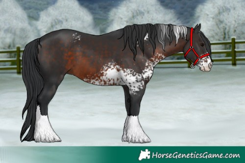 Horse Color:White Spotted Brown 