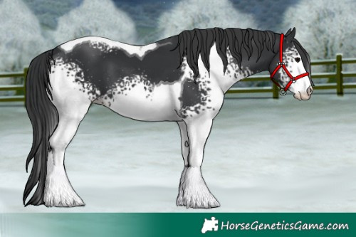 Horse Color:White Spotted Black Tobiano