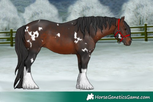 Horse Color:White Spotted Brown Tobiano