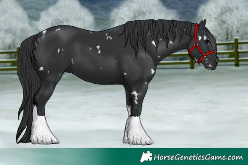 Horse Color:White Spotted Black Tobiano