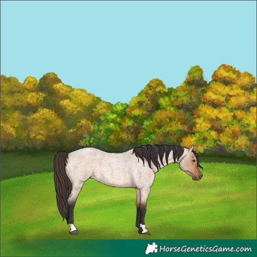 Horse Color:Bay Roan Dun 