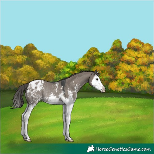 Horse Color:Grullo Sabino Splash Appaloosa Rabicano