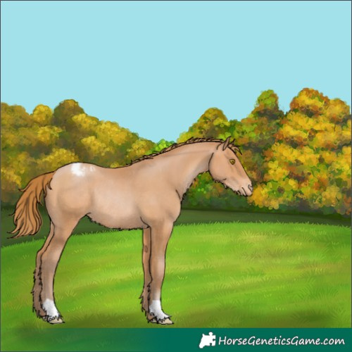 Horse Color:Bay Pearl Snowcap Rabicano 