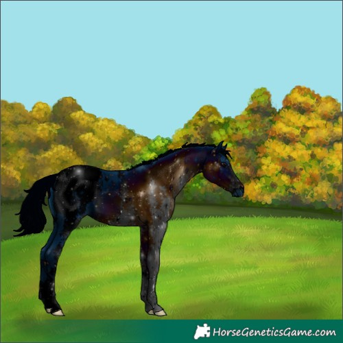 Horse Color:ERROR: UNKNOWN ANOMALY