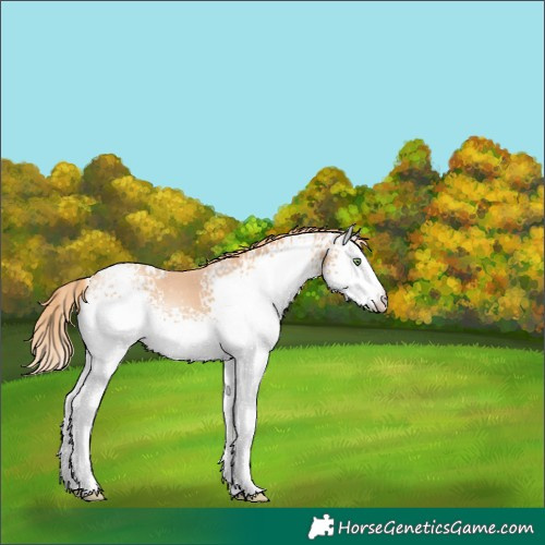 Horse Color:White Spotted Gold Champagne Varnish
