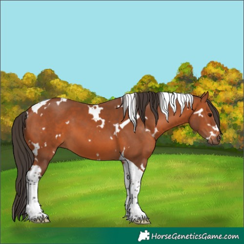 Horse Color:White Spotted Bay Tobiano 