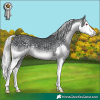 Horse Color:Silver Black Chinchilla Splash