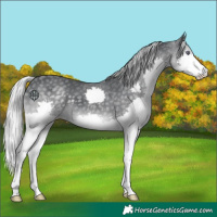 Horse Color:Silver Black Chinchilla Splash