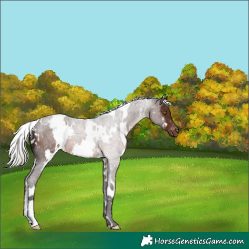 Horse Color:White Spotted Silver Brown Appaloosa 