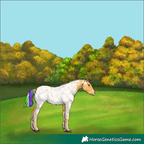 Horse Color:Painted Palomino Appaloosa 