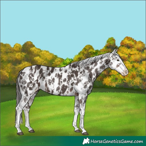 Horse Color:Liver Chestnut Sabino Splash Appaloosa and Liver Chestnut Sabino Splash Appaloosa