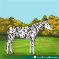 Horse Color:Liver Chestnut Sabino Splash Appaloosa  and Liver Chestnut Sabino Splash Appaloosa 